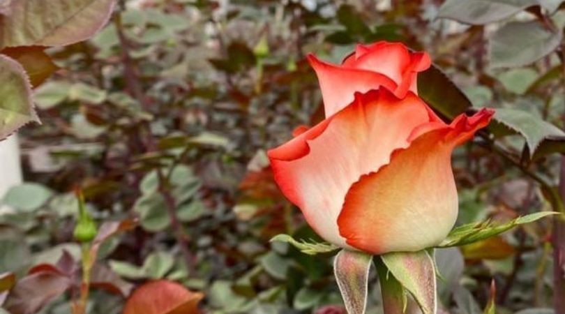 Floristeria en Barcelona 